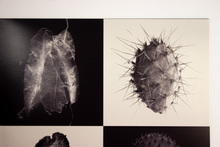 Load image into Gallery viewer, A.R. Kane - Americana